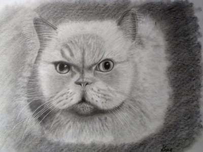 Cats - Cotton - Graphite Pencil