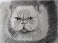Cotton - Graphite Pencil Drawings - By Bob Gray, Black And White Drawing Artist