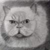 Cotton - Graphite Pencil Drawings - By Bob Gray, Black And White Drawing Artist