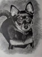 Tasha - Graphite Pencil Drawings - By Bob Gray, Black And White Drawing Artist