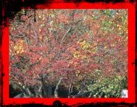 Fire - Nature Photography - By Connie Limon, Photography Photography Artist