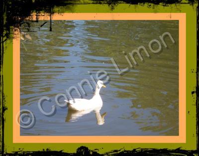 Photos - Water Scenes - Me And My Shadow - Digital