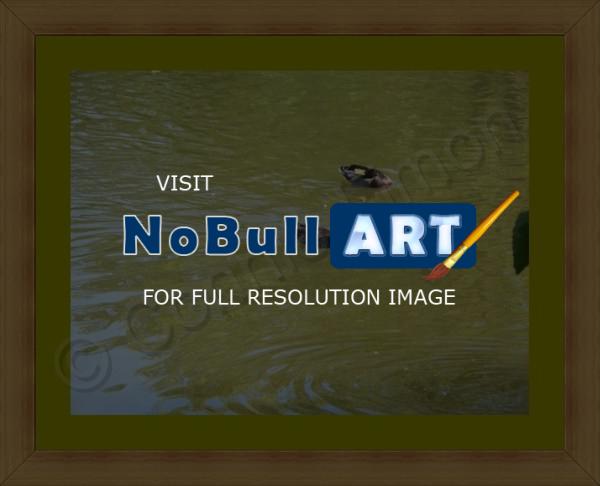 Photos - Water Scenes - Swimming Ducks - Digital