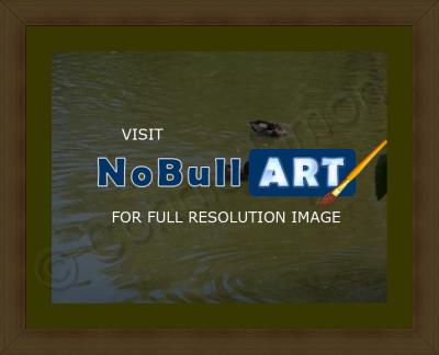 Photos - Water Scenes - Swimming Ducks - Digital