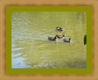 Photos - Water Scenes - Swimming Ducks - Digital