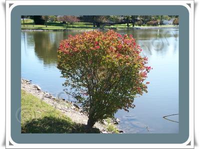 Photos-Landscapes - Burning Bush - Digital