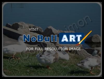 Photos - Water Scenes - Quack Quack Quack - Digital