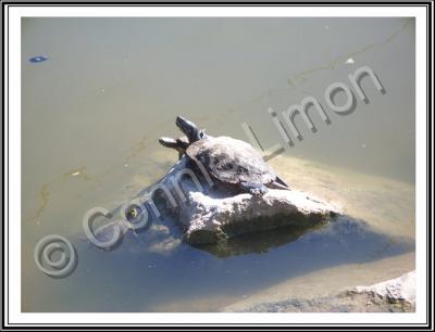 Photos - Water Scenes - Turtles Sunbathing - Digital