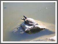 Photos - Water Scenes - Turtles Sunbathing - Digital