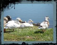 Photos - Water Scenes - Ducks Sunbathing - Digital