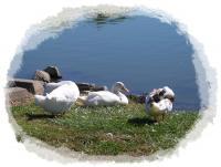 Ducks Grooming - Digital Photography - By Connie Limon, Photography Photography Artist