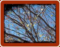 Leaves Are Falling - Digital Photography - By Connie Limon, Photography Photography Artist