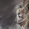 Lion - Pastel Drawings - By Darya Patseshchanka, Animal Art Drawing Artist