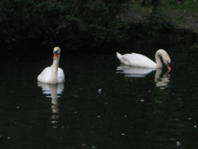 Nature - The Swans - Digital