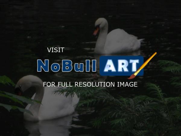 Nature - The Swans - Digital