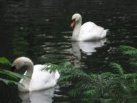 The Swans - Digital Photography - By Irina Belinschi, Nature Photography Artist