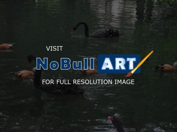 Nature - Black Swans - Digital