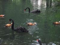 Black Swans - Digital Photography - By Irina Belinschi, Nature Photography Artist