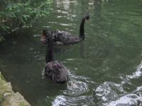 Black Swans - Digital Photography - By Irina Belinschi, Nature Photography Artist