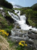 Creek - Digital Photography - By Irina Belinschi, Nature Photography Artist