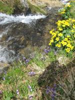 Creek - Digital Photography - By Irina Belinschi, Nature Photography Artist