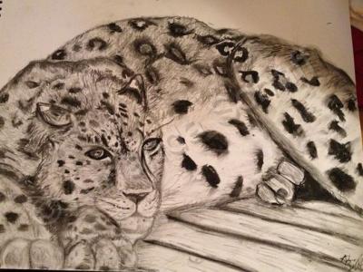 African Dreams - Lazy Leopard - Charcoal On Paper