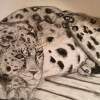 Lazy Leopard - Charcoal On Paper Drawings - By Amanda Schaff, Animals Drawing Artist