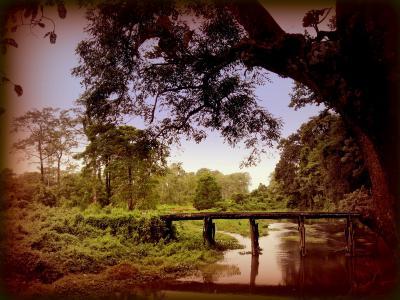 Nature - Lonely Afternoon Forest - Photography