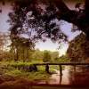 Lonely Afternoon Forest - Photography Photography - By Gopa Ghosh, Realism Photography Artist