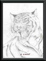 Tiger - Pencilpaper Drawings - By Yancey Russell, Blackwhite Drawing Artist