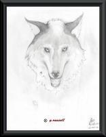 Wolf - Pencilpaper Drawings - By Yancey Russell, Blackwhite Drawing Artist