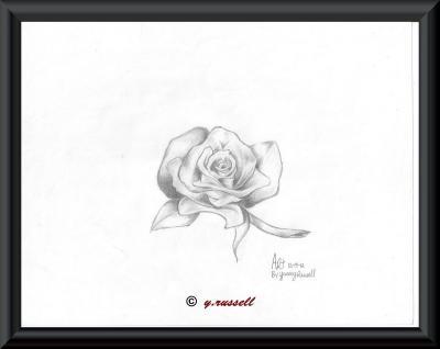 Multi Media - Rose - Pencilpaper