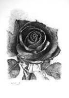 Tinta - La Rosa Negra La Perfeccion Intelectual - Plumilla Sobre Papel