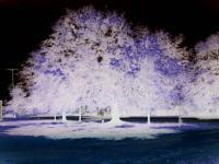 Photos - Negative Beauty - Digital