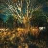 Wild In December - 35Mm Slide Photography - By Alan Lew, Nature Photography Artist