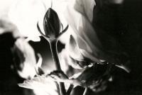 Just Once - Black And White Film Photography - By Alan Lew, Nature Photography Artist