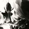Just Once - Black And White Film Photography - By Alan Lew, Nature Photography Artist