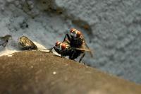 Flies Have Sex - Digital Photograph Photography - By Alan Lew, Macro Photography Artist