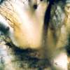 Slide 1 - 35Mm Photography - By Alan Lew, Macro Photography Artist