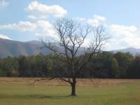 Alone - 35Mm Photography - By Heidi Juback, Nature Photography Artist