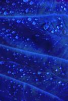 Blue Drops - Digital Photography - By Susanne Van Hulst, Fine Art Photography Artist