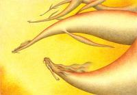 Mermaid - Colored Pencil Drawings - By T Koni, Illustration Drawing Artist