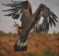 Animals - Il Volo - Oil On Canvas 100 X 100 Cm