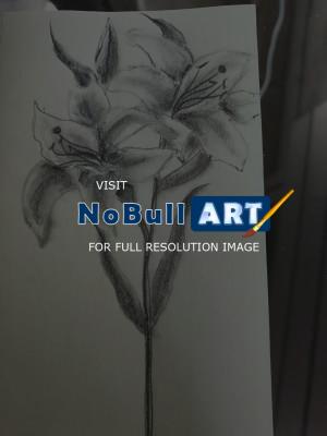 Flowers - Lilies - Pencil