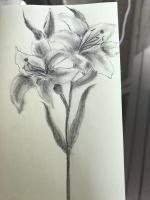 Lilies - Pencil Drawings - By Nancy Patterson, Impressionism Drawing Artist