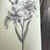 Lilies - Pencil Drawings - By Nancy Patterson, Impressionism Drawing Artist