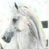 Horse - Colored Pencils Drawings - By Fatima Jaffery, Realism Drawing Artist