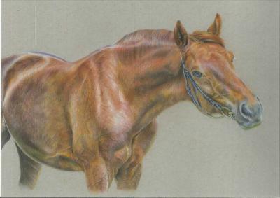 Colored - Horse - Colored Pencils