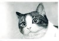 Cat - Pencils  Carbon Pencil Drawings - By Fatima Jaffery, Realism Drawing Artist