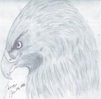 Eagle - Pencil  Paper Drawings - By Berine Thompson, Black  White Drawing Artist